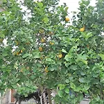 Paradiso In Riva Al Mare Belmonte Calabro