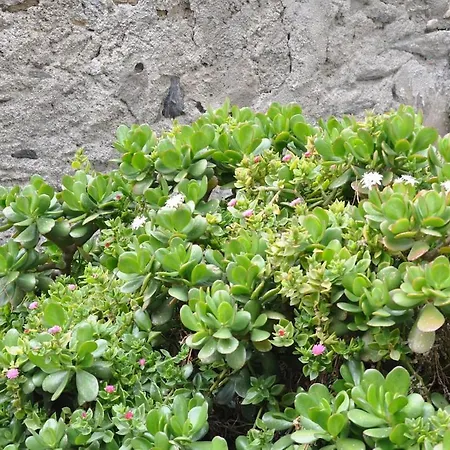 Paradiso In Riva Al Mare Apartment *