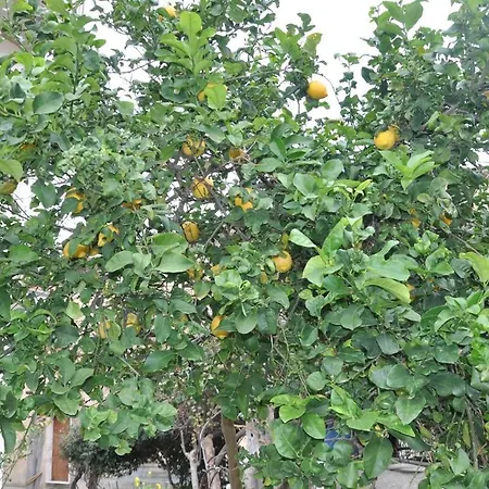 Paradiso In Riva Al Mare Belmonte Calabro